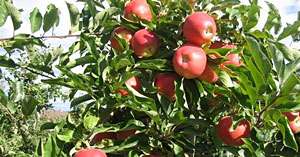 Apple Fruit Crop Image