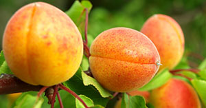 Apricot Fruit Crop Image
