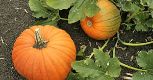 Pumpkin Field Crop Image