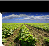 Click to view Field Crops