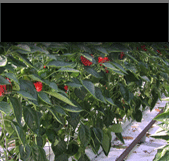 Click to view Greenhouse Crops